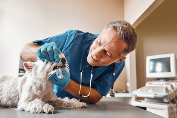 Best Emergency Gum Treatment in Eureka Mill, SC